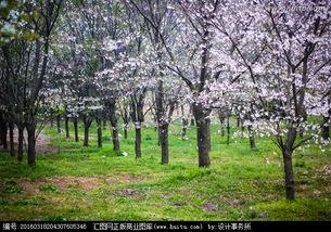 樱花校园最新爆料视频,最新爆料视频带你领略青春风采